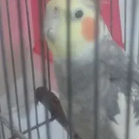 عروس هلندی نر|پرنده|ازنا, |دیوار