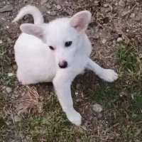 سگ پاکوتاه نرو ماده