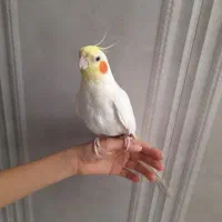 عروس هلندی نر دستی|پرنده|شیراز, کوشک میدان|دیوار