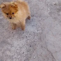 سگ پامر خرسی