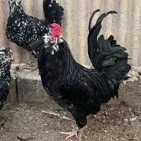 تخم مرغ گلین نطفه دار|حیوانات مزرعه|مرودشت, رامجرد یک|دیوار