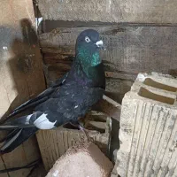 کبوتر پرشی|پرنده|زاینده رود, |دیوار