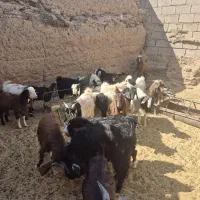 بزغاله دو رگ نیم گوشت|حیوانات مزرعه|بجستان, |دیوار