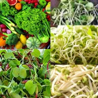 برند مربوط به سبزیجات جوانه میکروگرین حبوبات