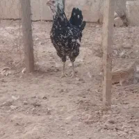 لاری|حیوانات مزرعه|اهواز, کارون|دیوار