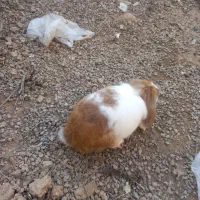 خرگوش مینی لپ|موش و خرگوش|اردکان, |دیوار