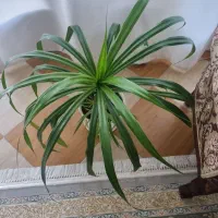 گل پاندانوس