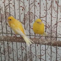 جفت لیمویی زمانتی‌ معامله با عروس هلندی