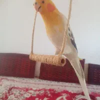 مجسمه عروس هلندی|مجسمه، تندیس، ماکت|سبزوار, زینبیه|دیوار