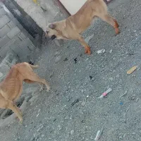 سگ پژدر|سگ|سنندج, |دیوار