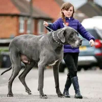 پیاده روی و گرداندن سگ