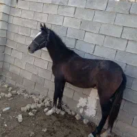 اسب