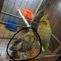 عروس هلندی دونی 800|پرنده|پاکدشت, حصار امیر|دیوار