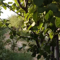 فروش-باغ-ثمردار