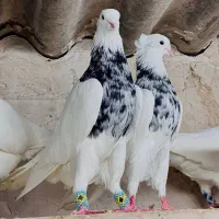 طوقی نژاد برتر