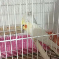 یک جفت عروس هلندی مولد با قفس|پرنده|زاهدان, |دیوار