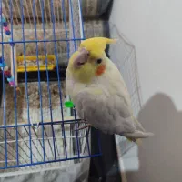 پرنده|پرنده|جیرفت, |دیوار