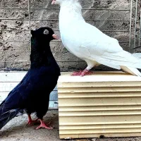 کبوتر زاغ کاکلی نوک سفید چشم سفید و سفید کاکلی