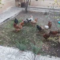 مرغ محلی تخم گذار وخروس محلی جوان