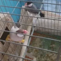 فنچ نرگس