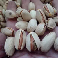 تخمه کدو+|خوردنی و آشامیدنی|قم, باسکول|دیوار
