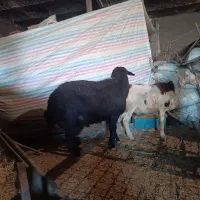 میش|حیوانات مزرعه|بیرانوند, |دیوار