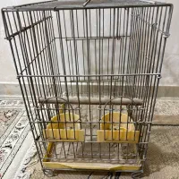 قفس کاسکو مینا طوطی عروس هلندی