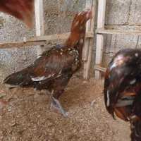 مرغ لاری|حیوانات مزرعه|رشت, شهرک احمد خمینی|دیوار