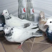 کبوتر|پرنده|سقز, |دیوار