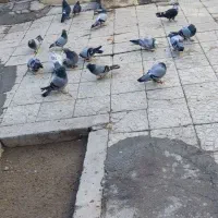 کبوتر|پرنده|قهدریجان, |دیوار