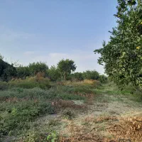 فروش ۲قطعه زمین ۲۵۰و۲۱۰متری چسبیده به بافت|فروش زمین و ملک کلنگی|نوکنده, |دیوار