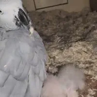 جوجه سرلاکی کاسکو دم قرمز