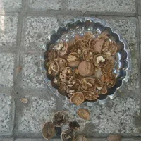 گردو روخانه