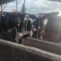 گاو شیری گوساله تلیسه