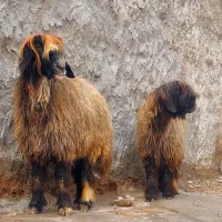 جفت میش اصیل بختیاری