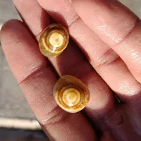 باباقوری|جواهرات|آیسک, |دیوار