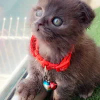 گربه اسکاتیش بلو فولدنر
