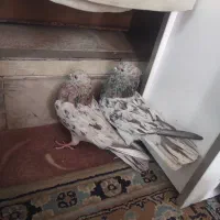 کبوتر