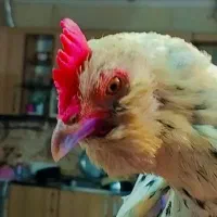 مرغ تخم گذار و کرچی گلین