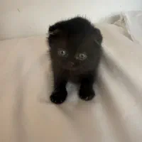 گربه اسکاتیش دابل فولد|گربه|مشهد, گوهرشاد|دیوار