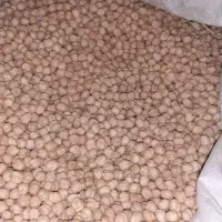 نخود بهاره امسال