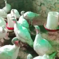 بوغلمون گوشتی