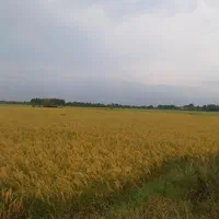 دو قطعه زمین ۴ هزارمتری شالی زیر قیمت منطقه|فروش دفتر صنعتی، کشاورزی، تجاری|پیربازار, |دیوار