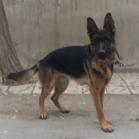 سگ ژرمن شیپرد جرمن کینگ سایز موکوتاه شاه توله (نر)|سگ|تهران, وردآورد|دیوار