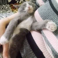 بچه گربه برتیش|گربه|ارومیه, |دیوار