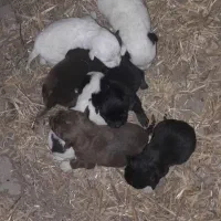 توله سگ پاکوتاه