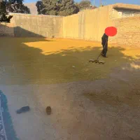 برنج کامفیروزی به شرط پخت از خود کشاورز بگیرید|خوردنی و آشامیدنی|شیراز, دارالرحمه|دیوار