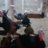 فروش بوقلمون|حیوانات مزرعه|گرگان, |دیوار