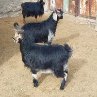 بز و دوعدد بزغاله کل