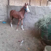 کوره نریون ۶ماه